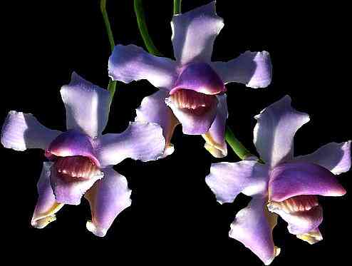 Bollea violacea